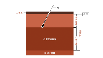 2. 皮の構造と成分